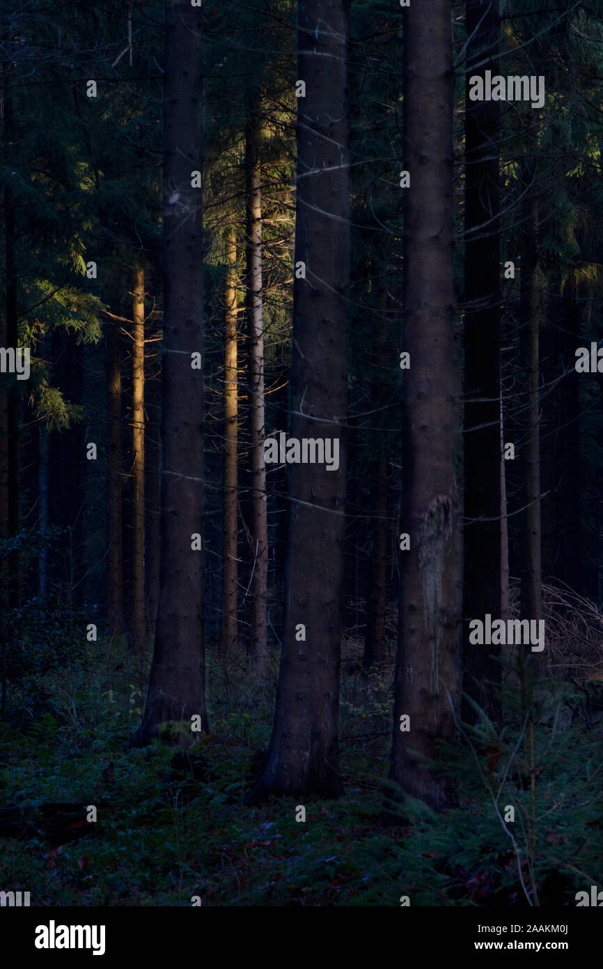 Scure foreste di pini, la luce del sole di setting su alcuni steli ad albero a distanza Foto Stock