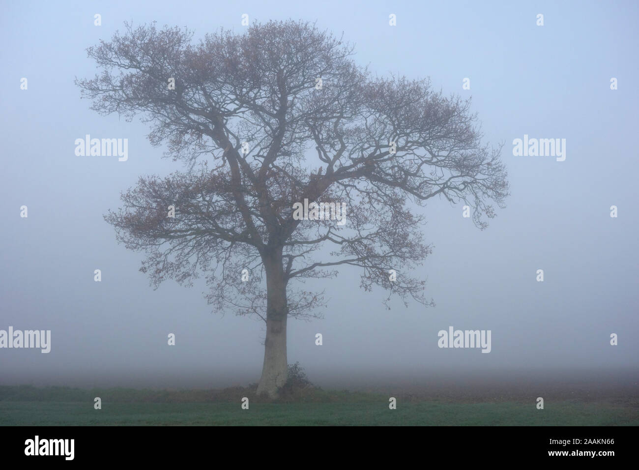 Isolato quercia in una mattinata nebbiosa, Norfolk Foto Stock