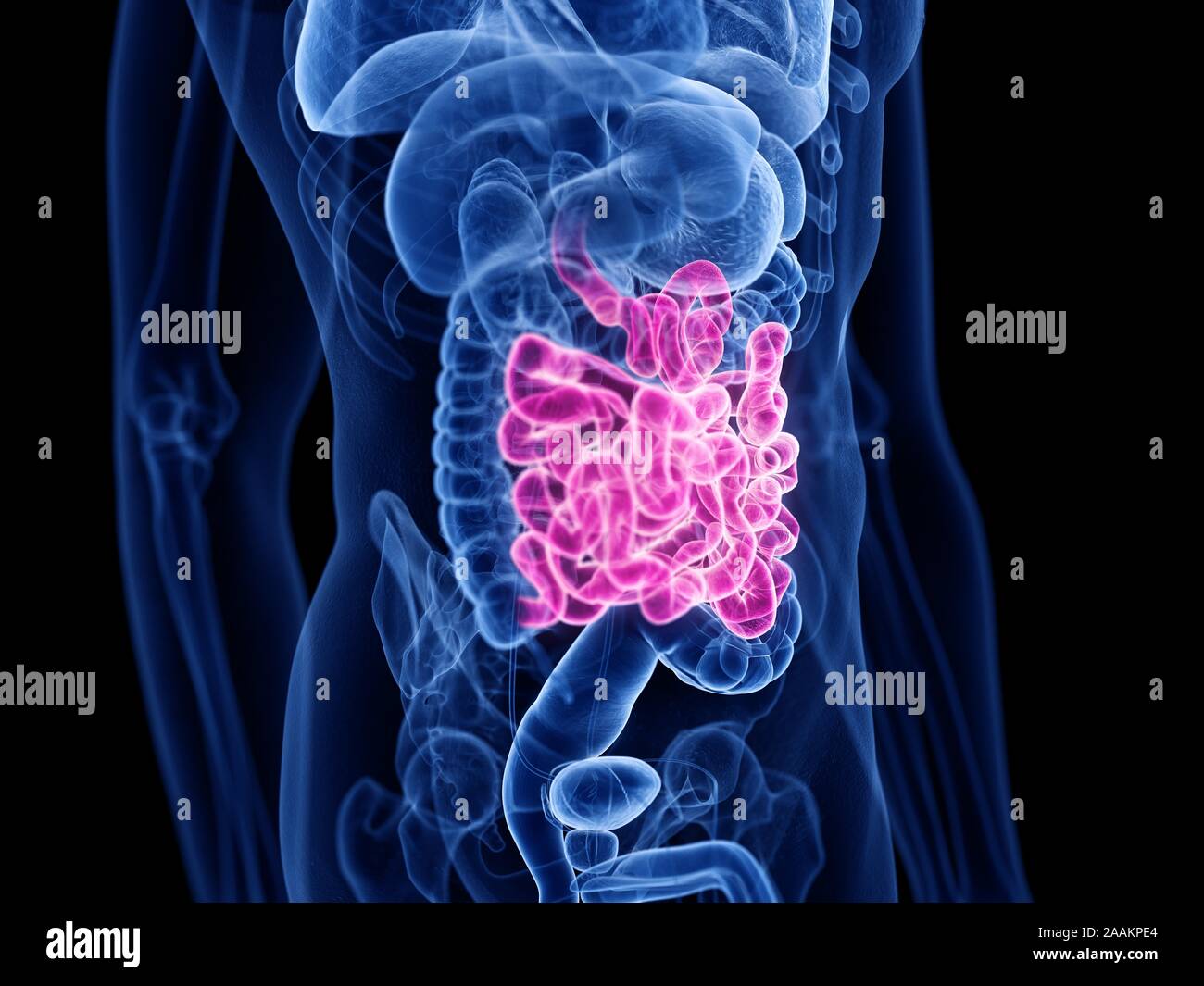 Il piccolo intestino, illustrazione del computer. Foto Stock