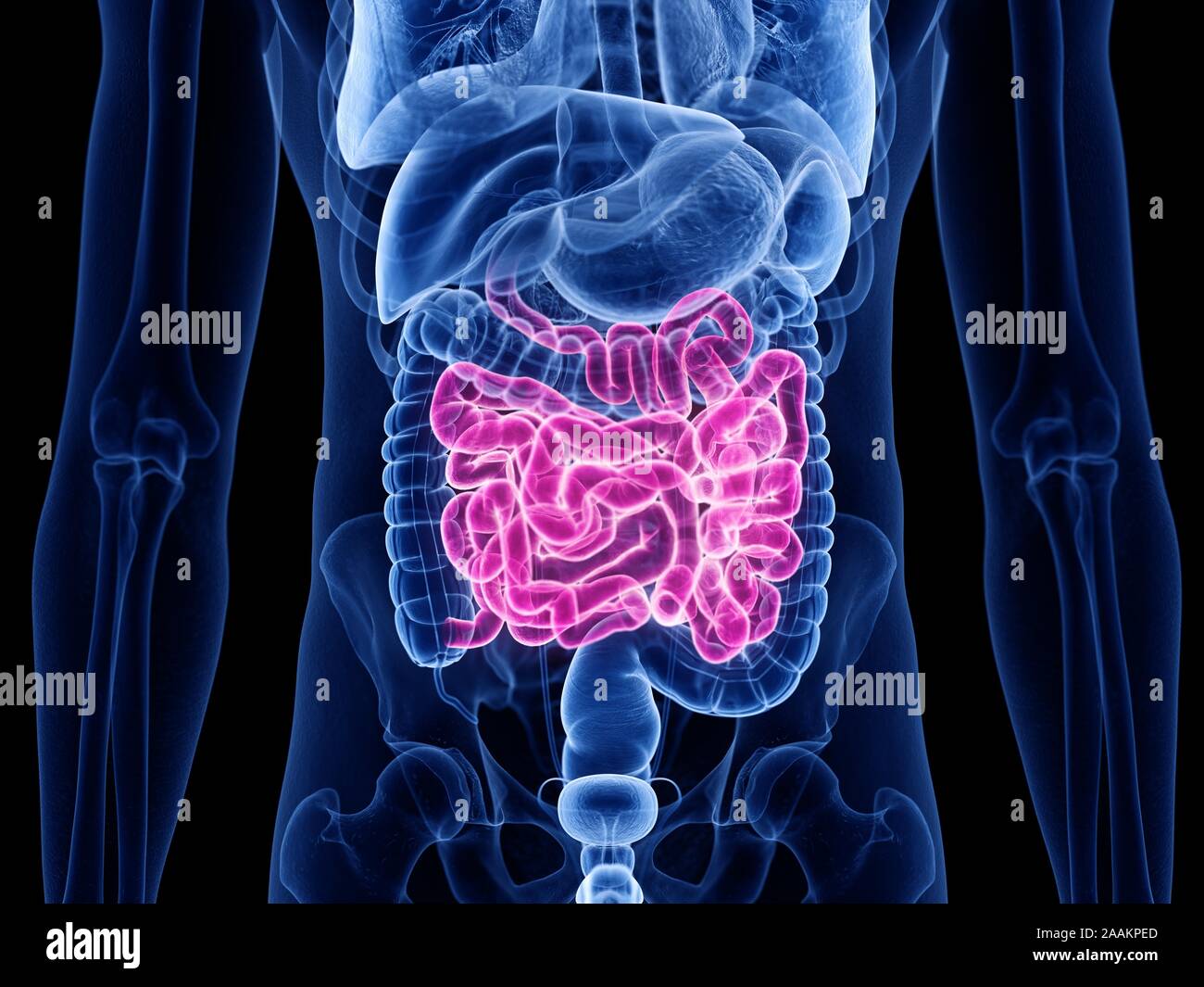 Il piccolo intestino, illustrazione del computer. Foto Stock