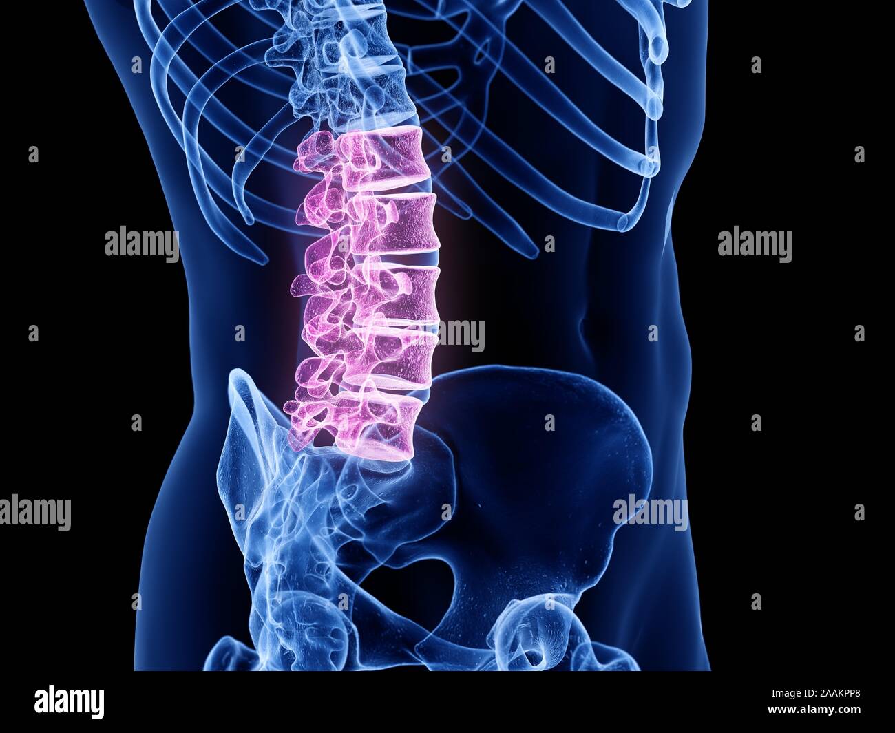 La colonna lombare, illustrazione del computer. Foto Stock
