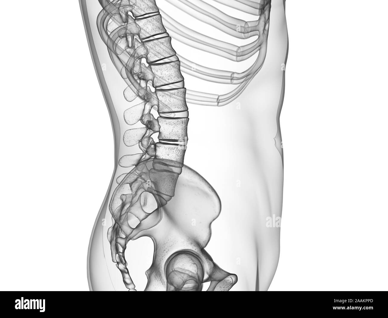 La colonna lombare, illustrazione del computer. Foto Stock
