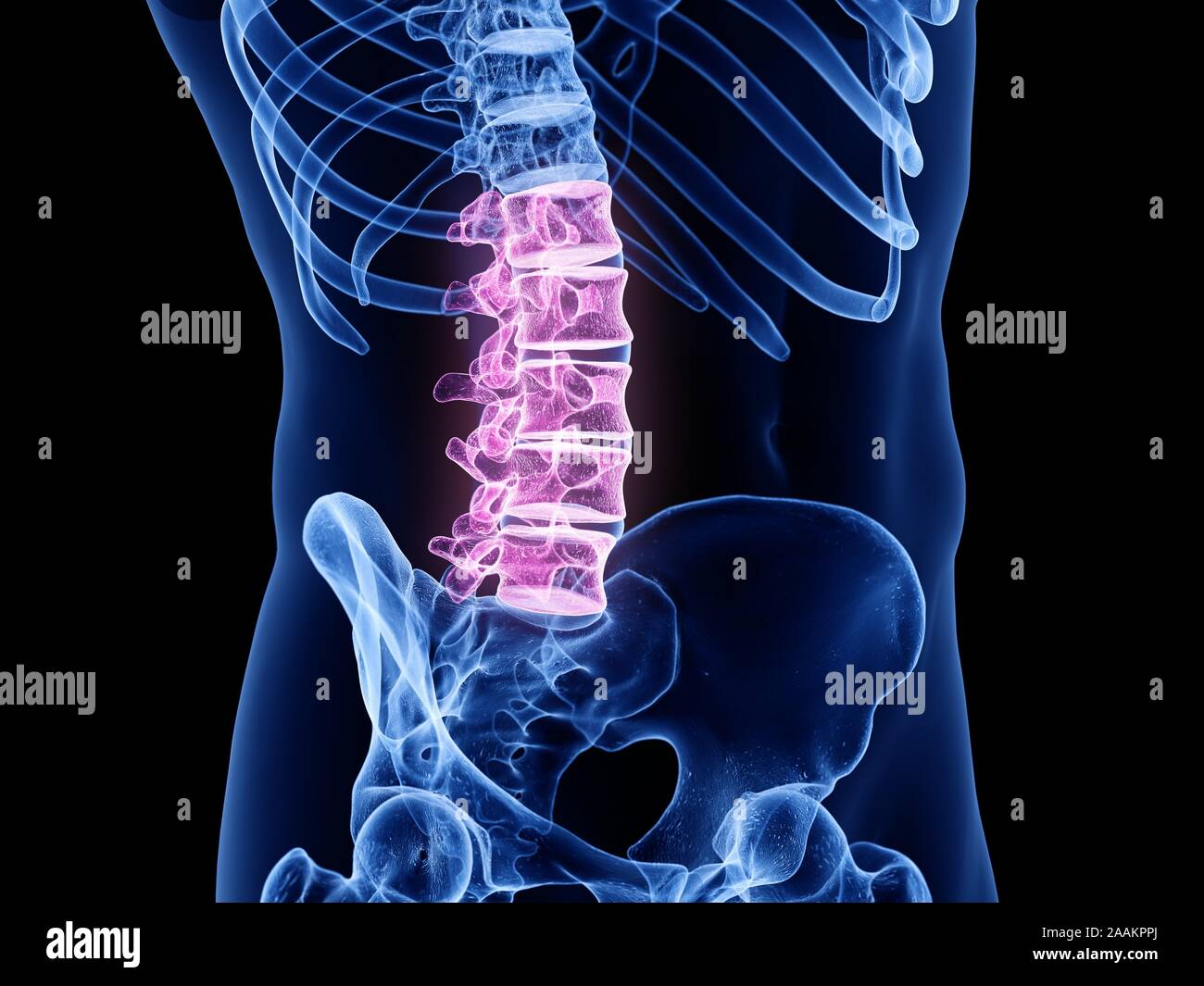 La colonna lombare, illustrazione del computer. Foto Stock