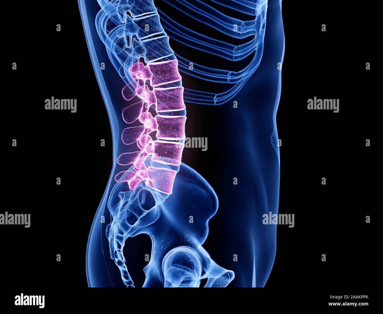 La colonna lombare, illustrazione del computer. Foto Stock
