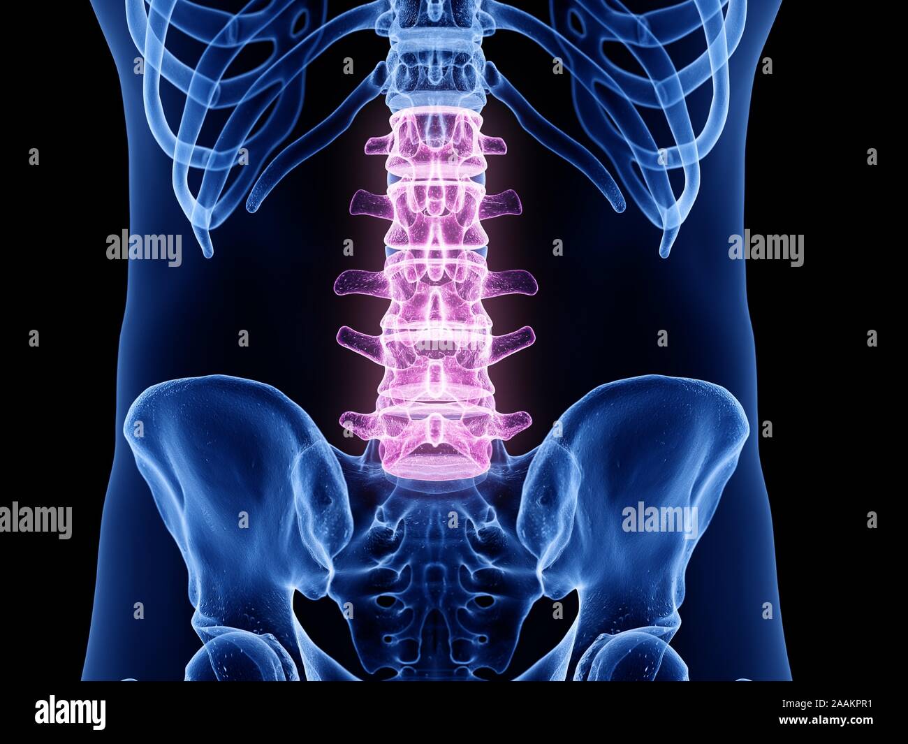 La colonna lombare, illustrazione del computer. Foto Stock