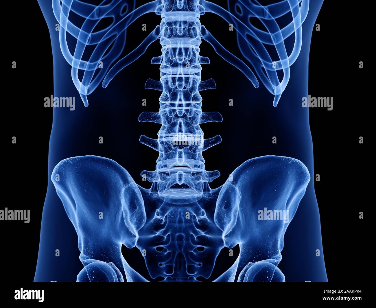 La colonna lombare, illustrazione del computer. Foto Stock