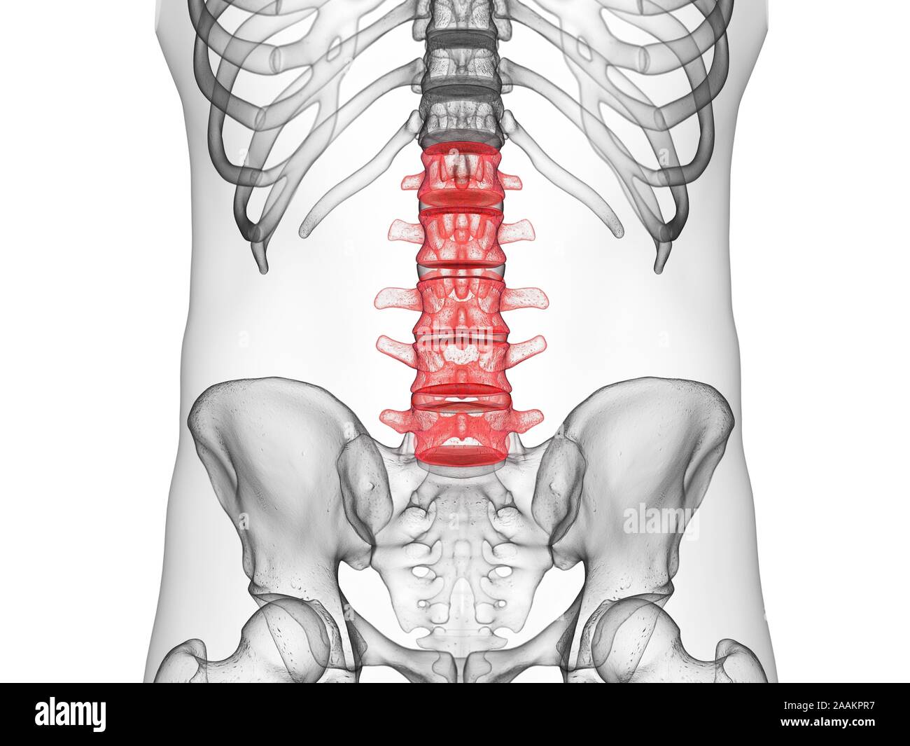 La colonna lombare, illustrazione del computer. Foto Stock