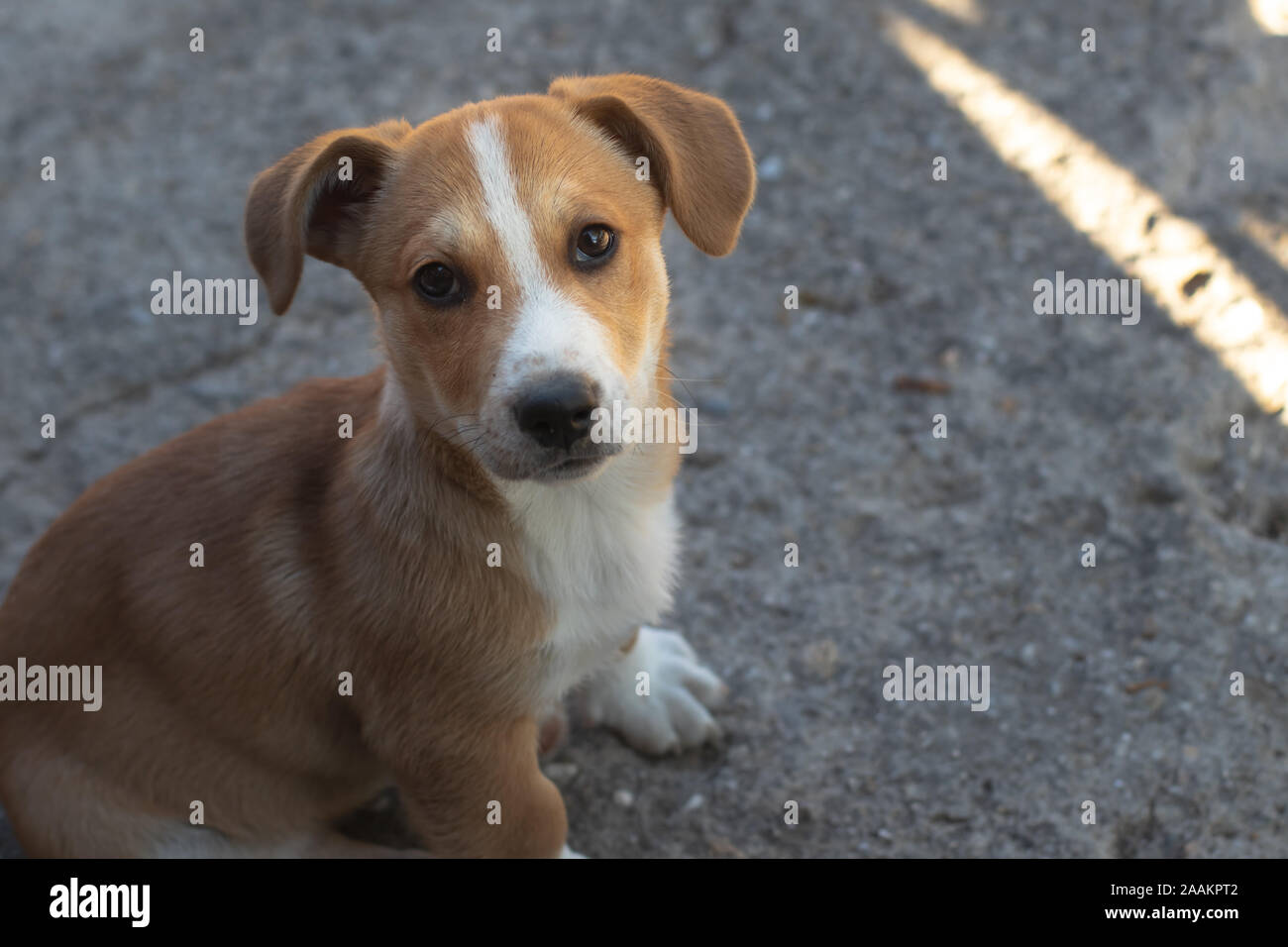 Cane con pelo marrone e carino gli occhi e le orecchie grandi. Foto Stock