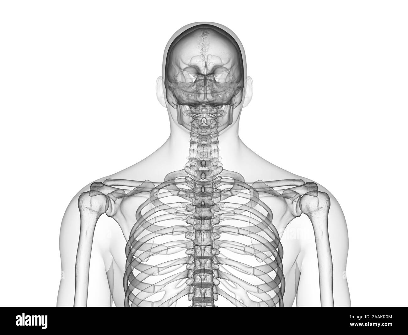 Superiore corpo scheletrico, illustrazione del computer. Foto Stock