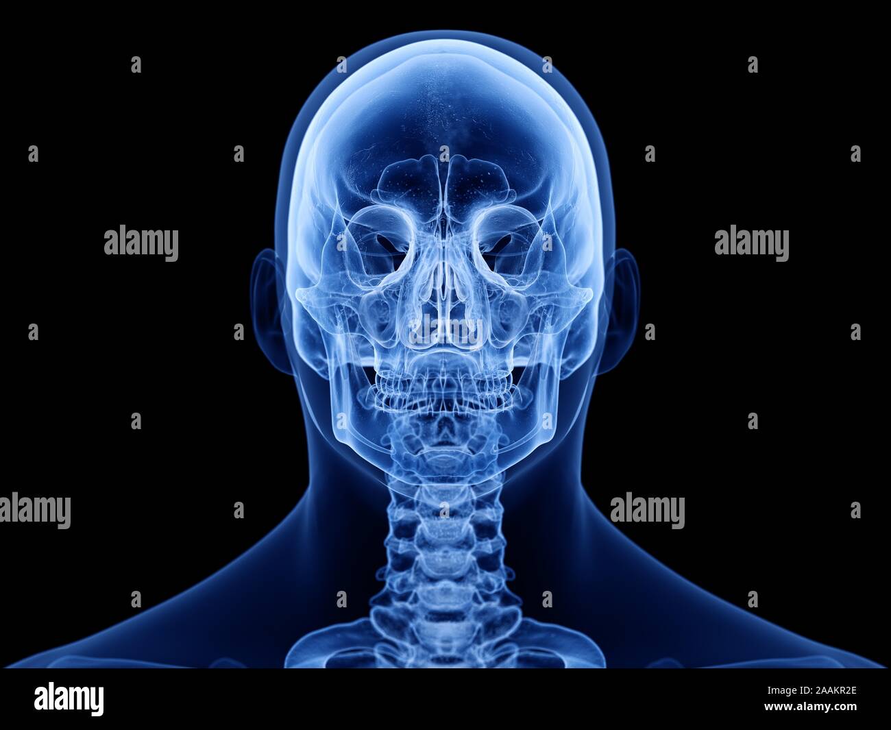 Cranio umano, illustrazione del computer. Foto Stock