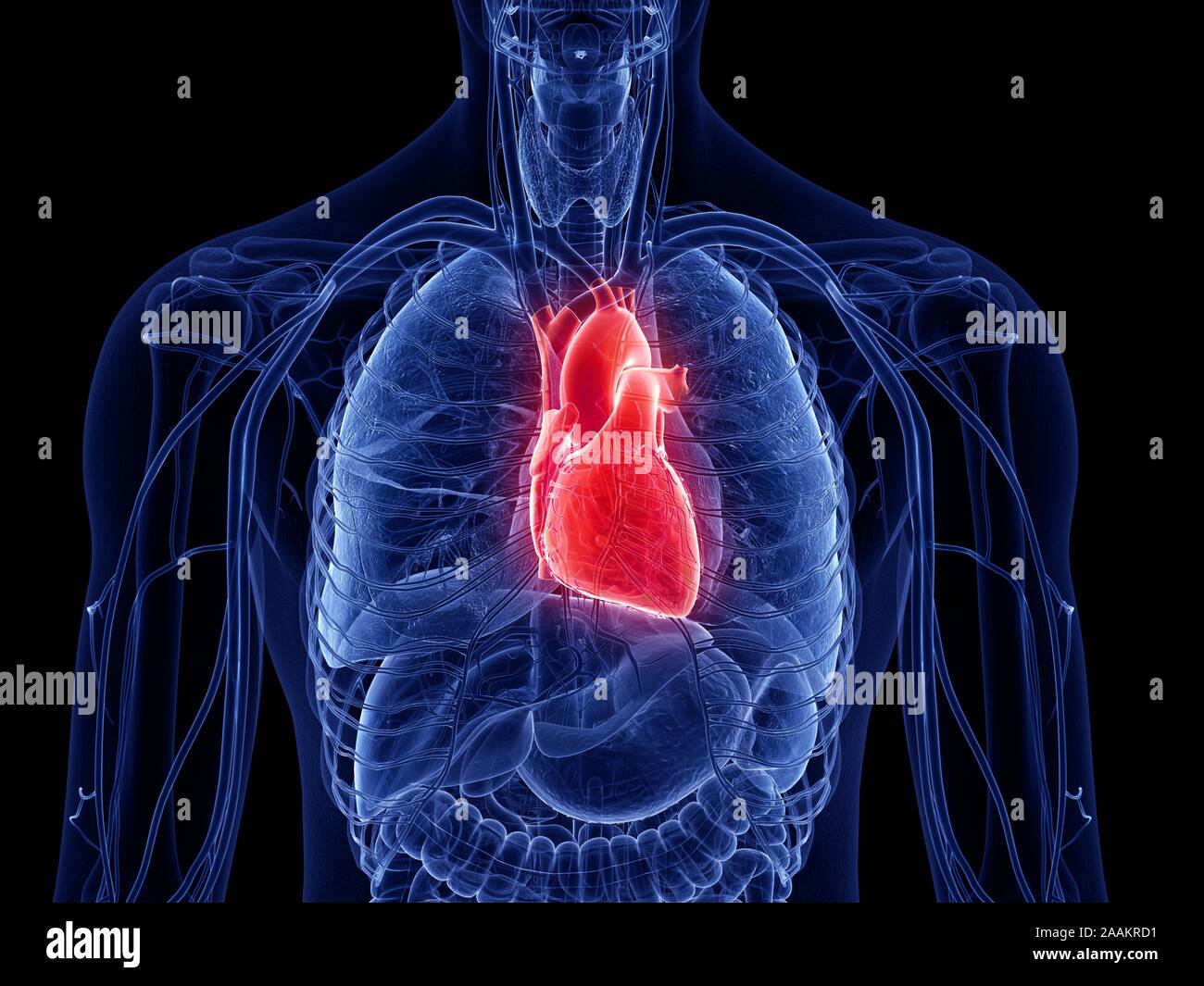 Il cuore umano, illustrazione del computer. Foto Stock