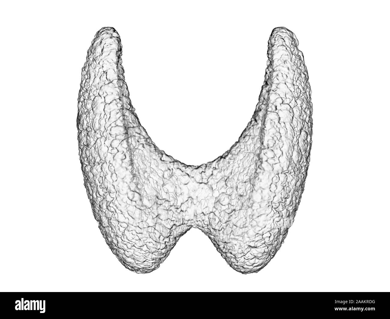 La ghiandola tiroidea, illustrazione del computer. Foto Stock