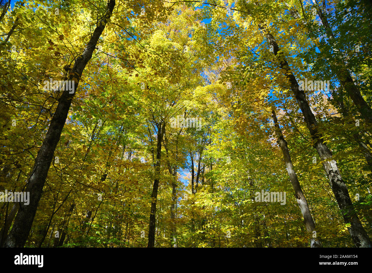 Vista verso l'alto di un colorato foresta autunnale contro un cielo blu, Vermont, USA. Foto Stock