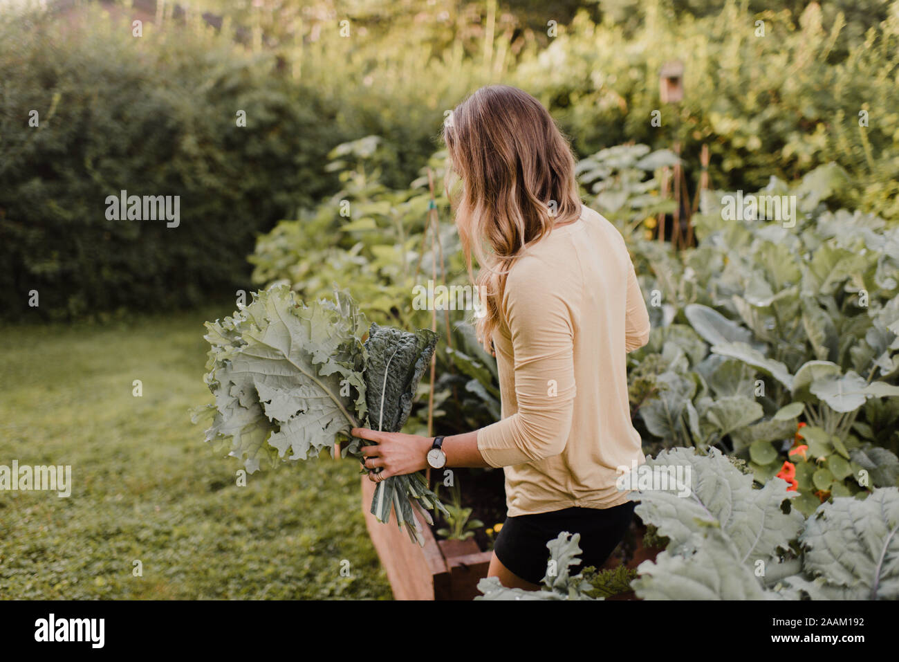 Donna che tende a piante e verdure in giardino Foto Stock