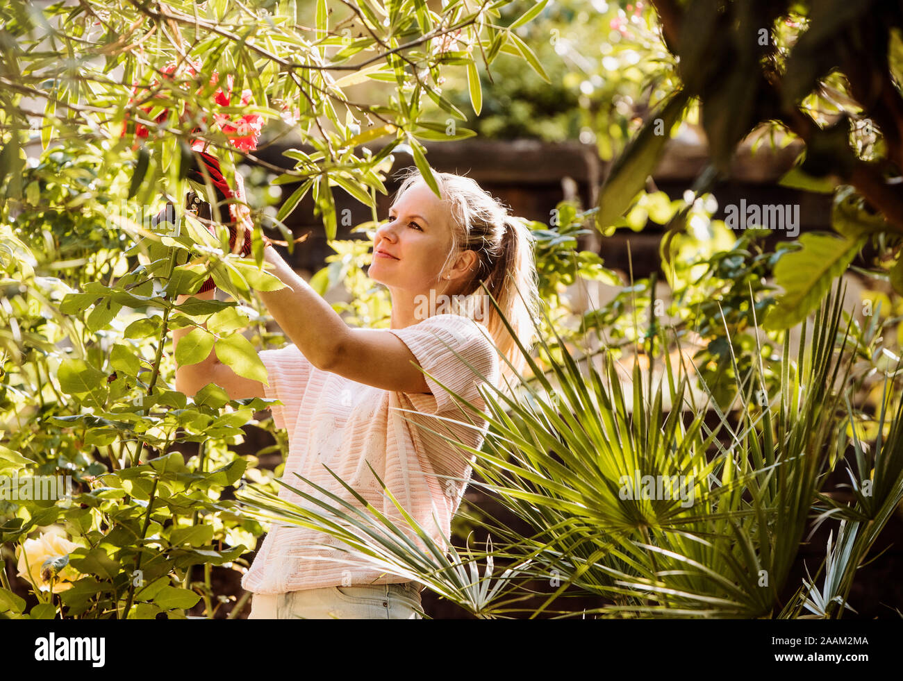 Donna di fiori di potatura in giardino Foto Stock
