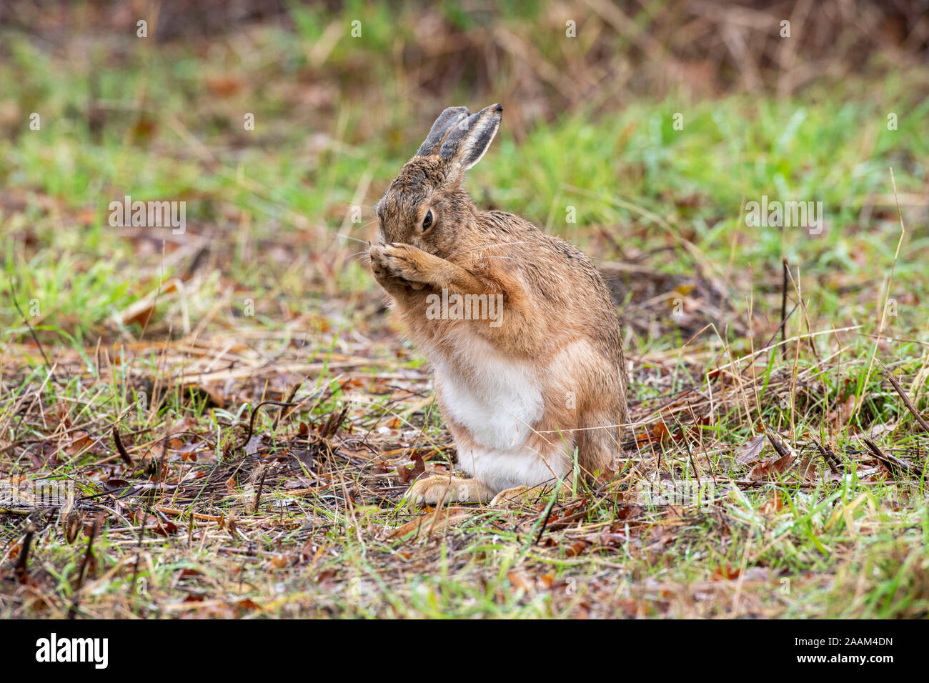 Brown lepre (Lepus europaeus) - primo piano Foto Stock