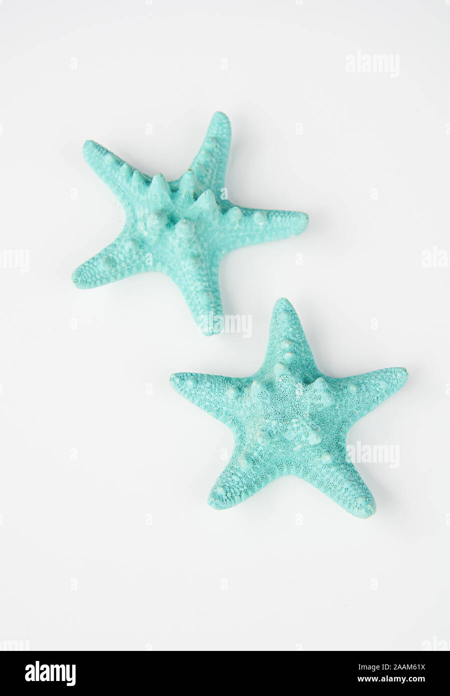 Due aqua starfish isolato su sfondo chiaro, costiere o vita di spiaggia ancora vita oggetti. Foto Stock
