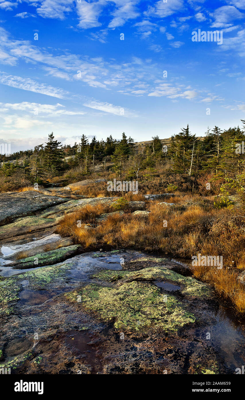 Il Granito e il fogliame groundcover, Cadillac Mountain, Parco Nazionale di Acadia, Maine, Stati Uniti d'America. Foto Stock