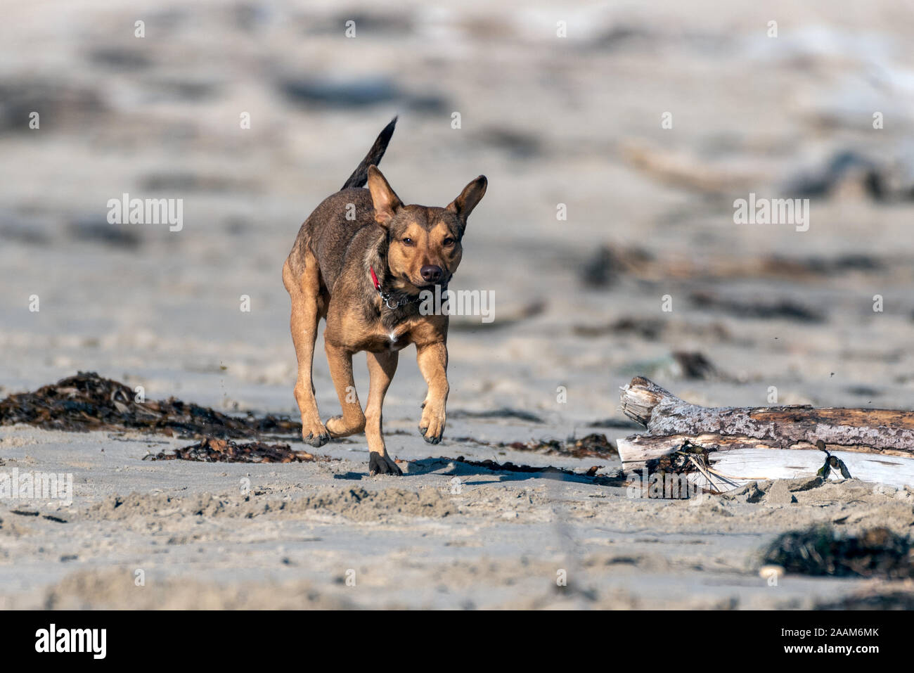 Razza cane intensamente corre tra la spiaggia di sabbia tra le alghe e driftwood logs. Foto Stock