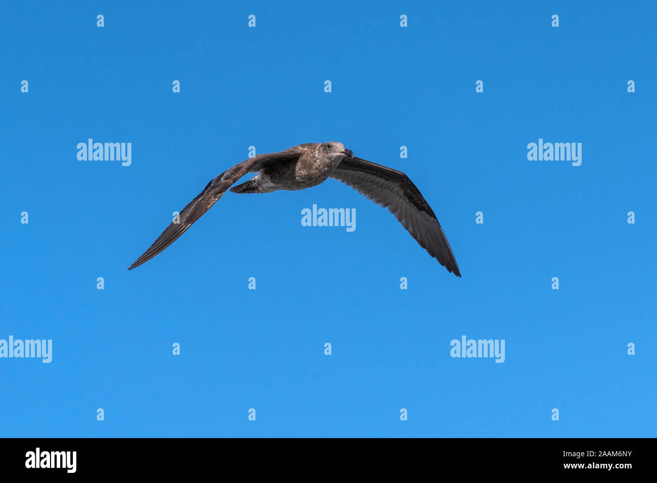 Grigio seagull ha ali stese mentre si innalzano oltre le spiagge contro un cielo blu chiaro. Foto Stock
