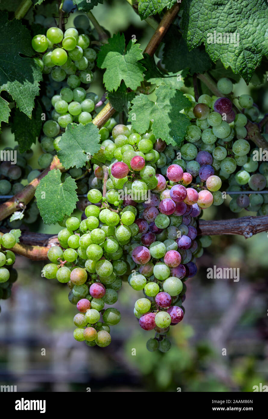Vigneto uva sulla vite, Cape Cod, Massachusetts, STATI UNITI D'AMERICA. Foto Stock
