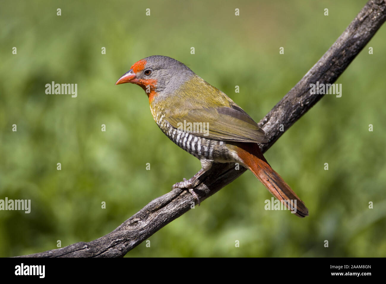 Buntastrild | Pytilia melba - Verde winged Pytilia Buntastrild Maennchen Farm Ondekaremba, Namibia Foto Stock