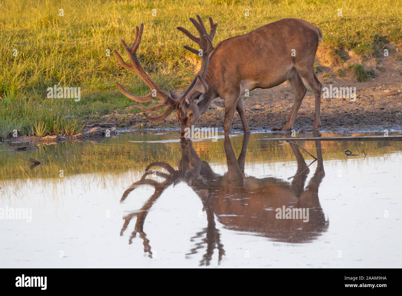 Rothirsch mit Spiegelbild beim Trinken Daenemark Foto Stock