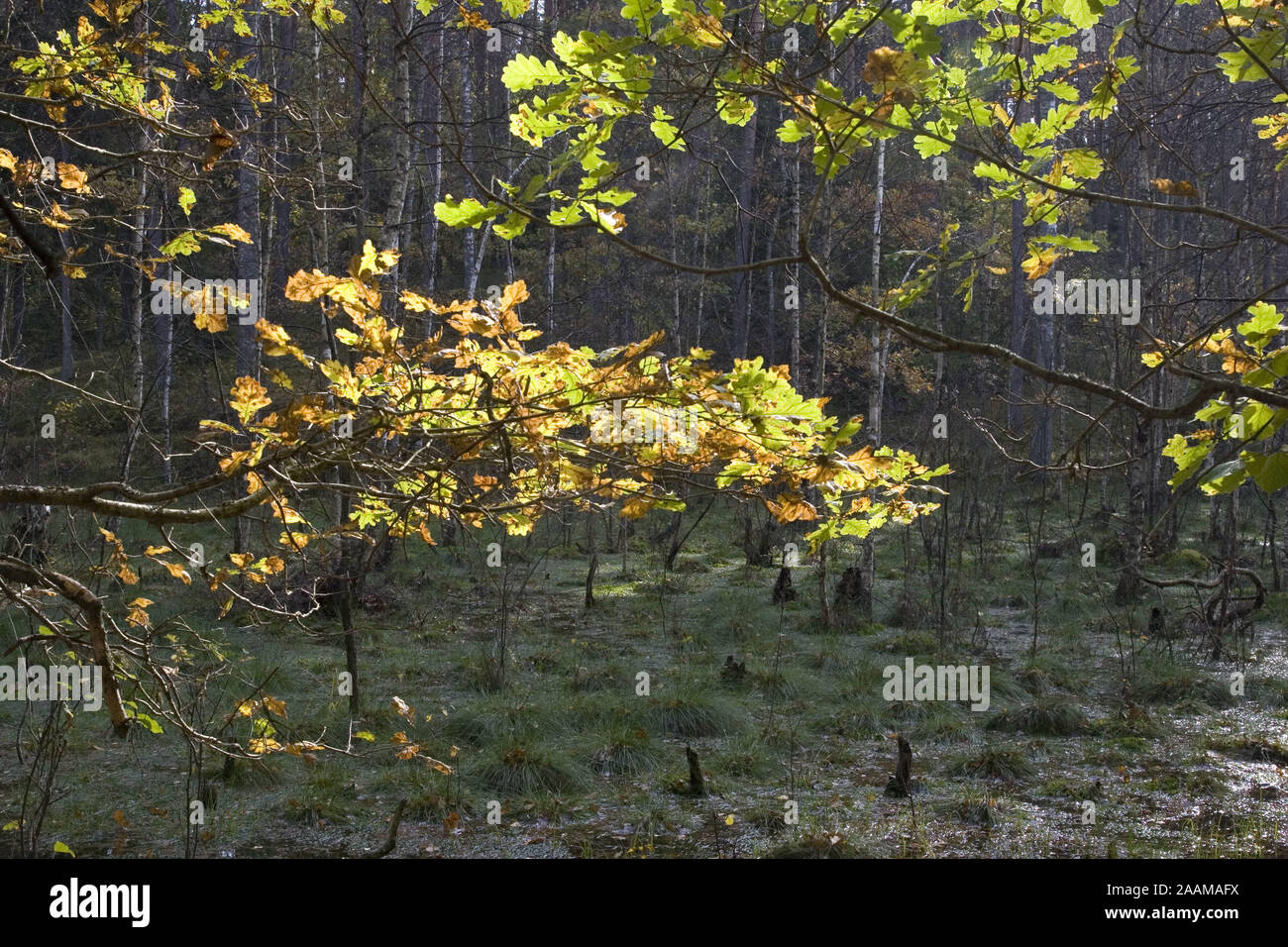 Verfärbte Eichenblätter Masurischen im Wald.Polen Foto Stock