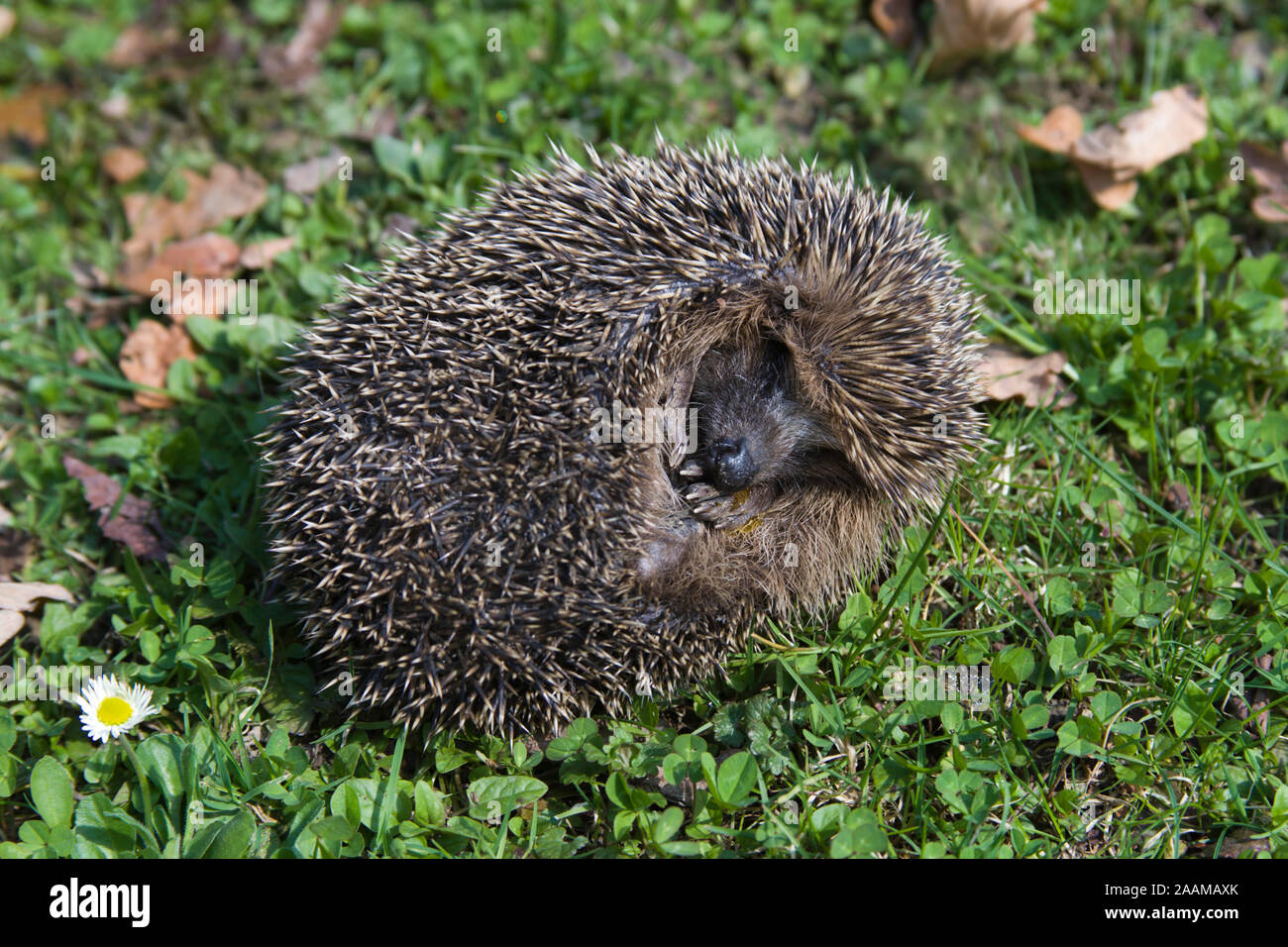 Igel nach Winterschlaf dem Foto Stock