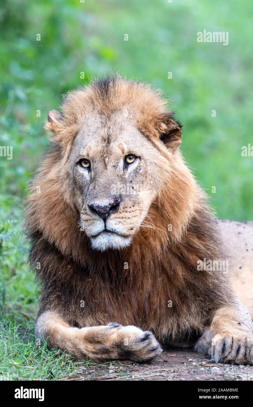 Leone africano (Panthera leo) di appoggio in Kenya Foto Stock