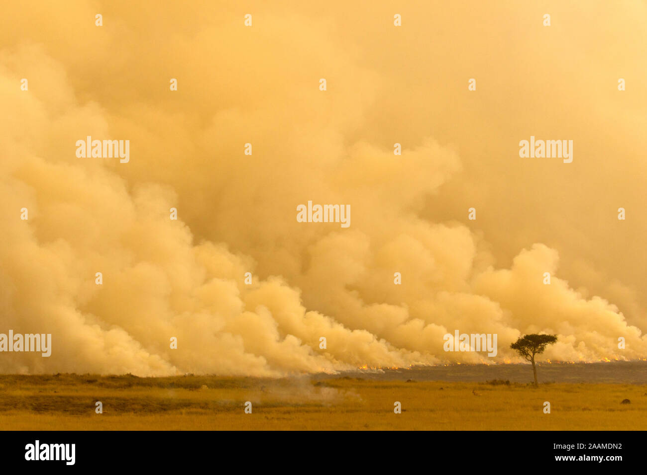 Gnuherde Sandsturm vor - Kenya Foto Stock