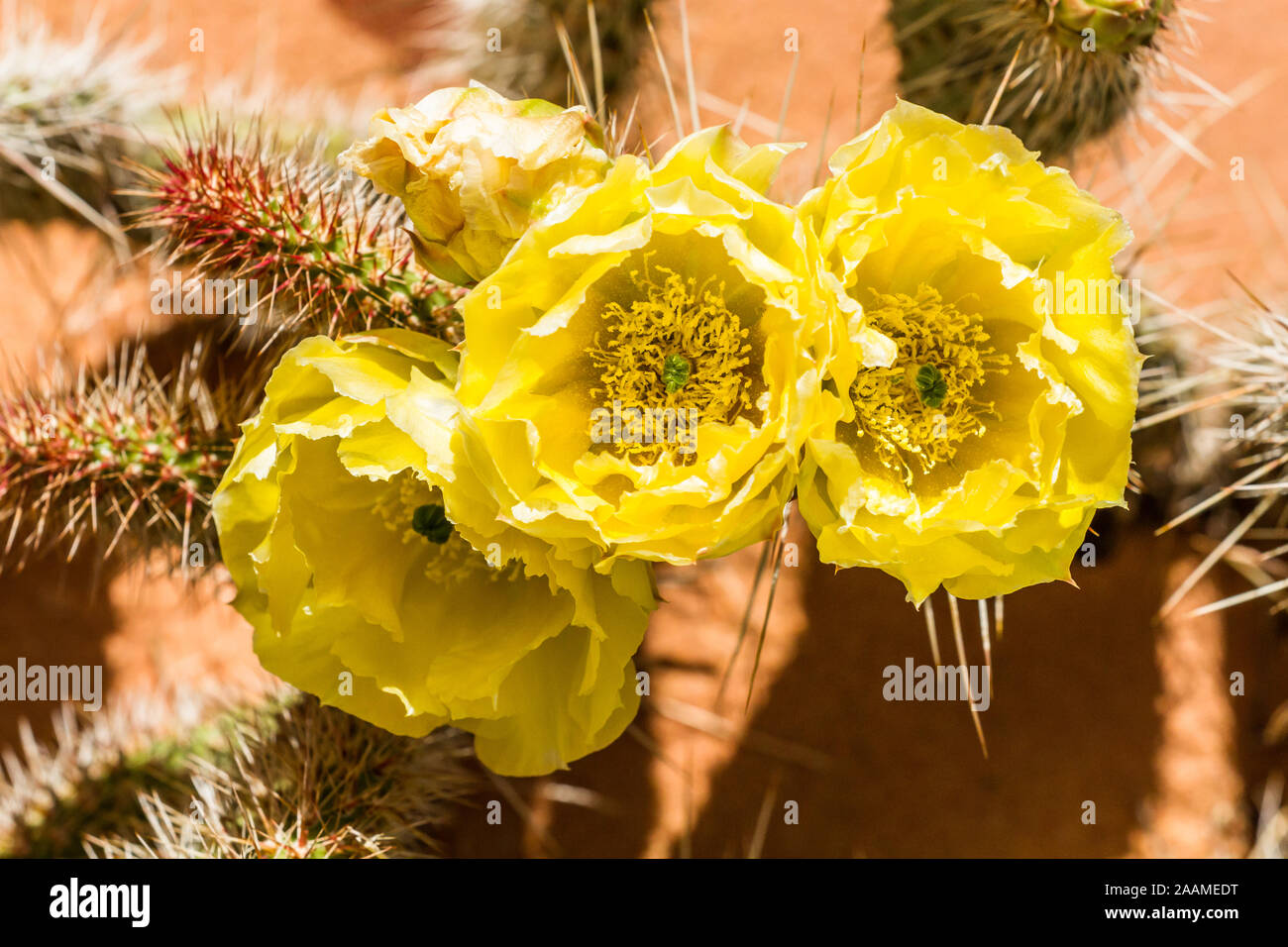 Tre grandi di colore giallo brillante fioriture dei fiori da un ficodindia cactus nel deserto dell'Arizona del Nord sul Kaibab Plateau. Foto Stock
