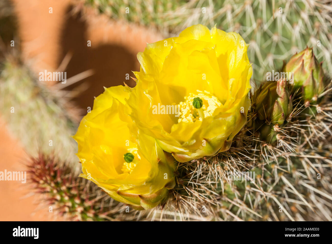 Primavera sbocciano i fiori di grande e luminosa fiori gialli da un ficodindia cactus in Utah e Arizona deserto. Foto Stock