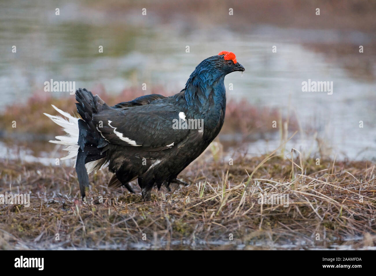 Birkhahn - Balzverhalten - Sommer 2008 Foto Stock