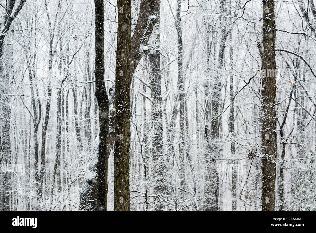 Snow laden alberi forestali. Foto Stock