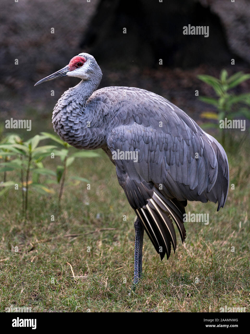 Sandhill gru uccello close-up di profilo alto e permanente con un bel fogliame bokeh sfondo nel suo ambiente circostante e ambiente mentre esponendo il suo corpo, sp Foto Stock