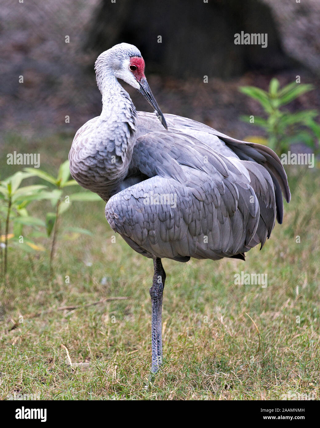 Sandhill gru uccello close-up di profilo alto e permanente con un bel fogliame bokeh sfondo nel suo ambiente circostante e ambiente mentre esponendo il suo corpo, sp Foto Stock