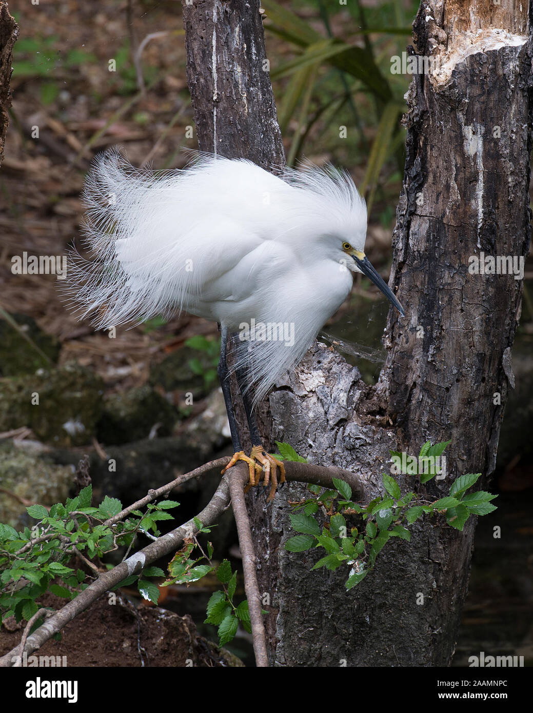 Snowy Garzetta uccello close up appollaiato sul ramo di esporre il suo corpo, la testa, il becco, occhio nel suo ambiente circostante e con un bel fogliame di sfondo. Foto Stock