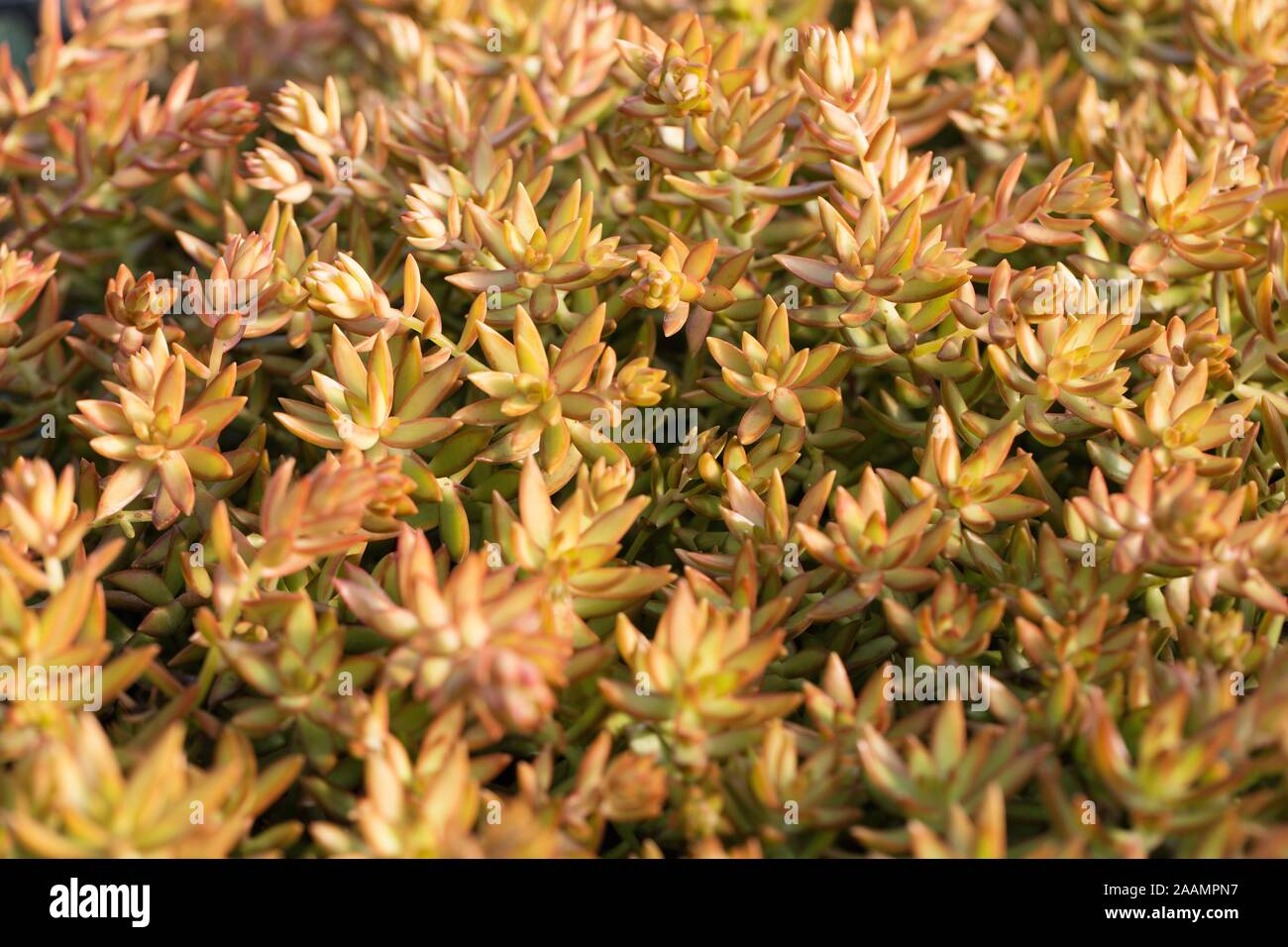 Sedum adolphii 'Golden Glow". Foto Stock