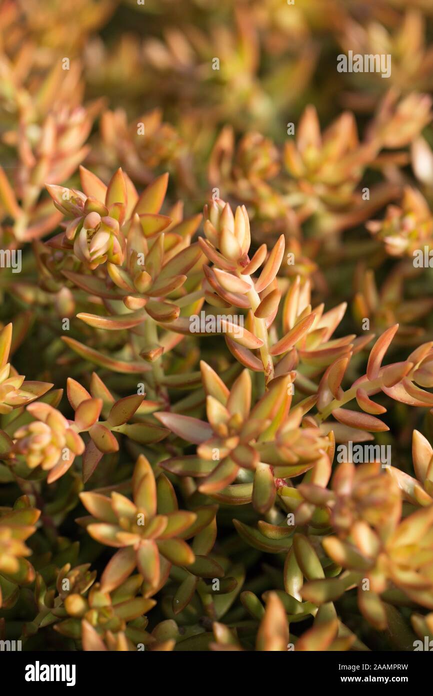 Sedum adolphii 'Golden Glow". Foto Stock