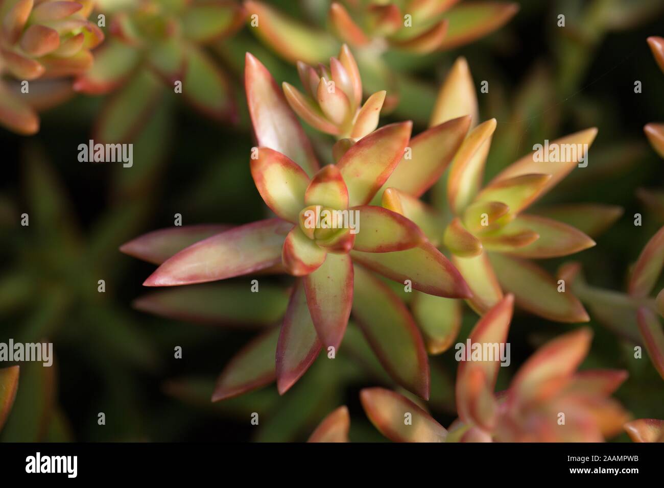Sedum adolphii 'Golden Glow". Foto Stock