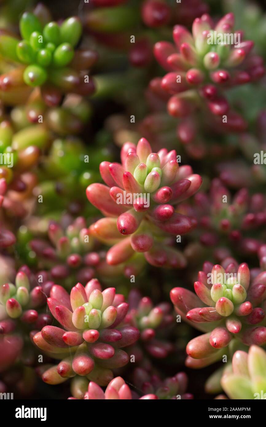 Sedum rubrotinctum. Foto Stock