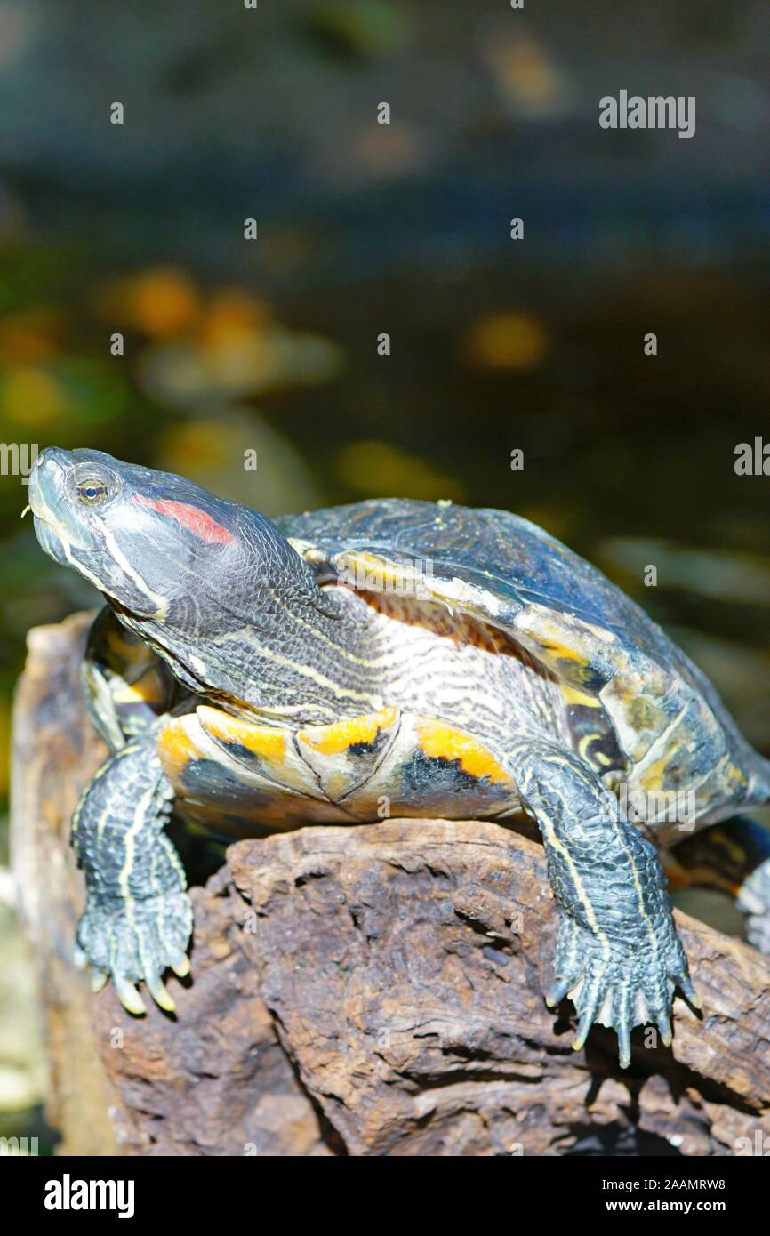 Un rosso-eared slider turtle (Trachemys scripta elegans) Foto Stock