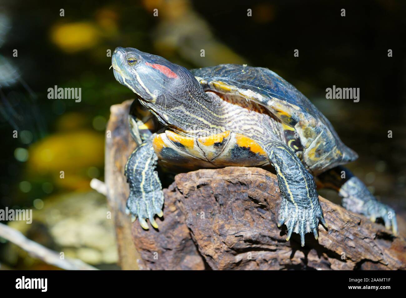 Un rosso-eared slider turtle (Trachemys scripta elegans) Foto Stock