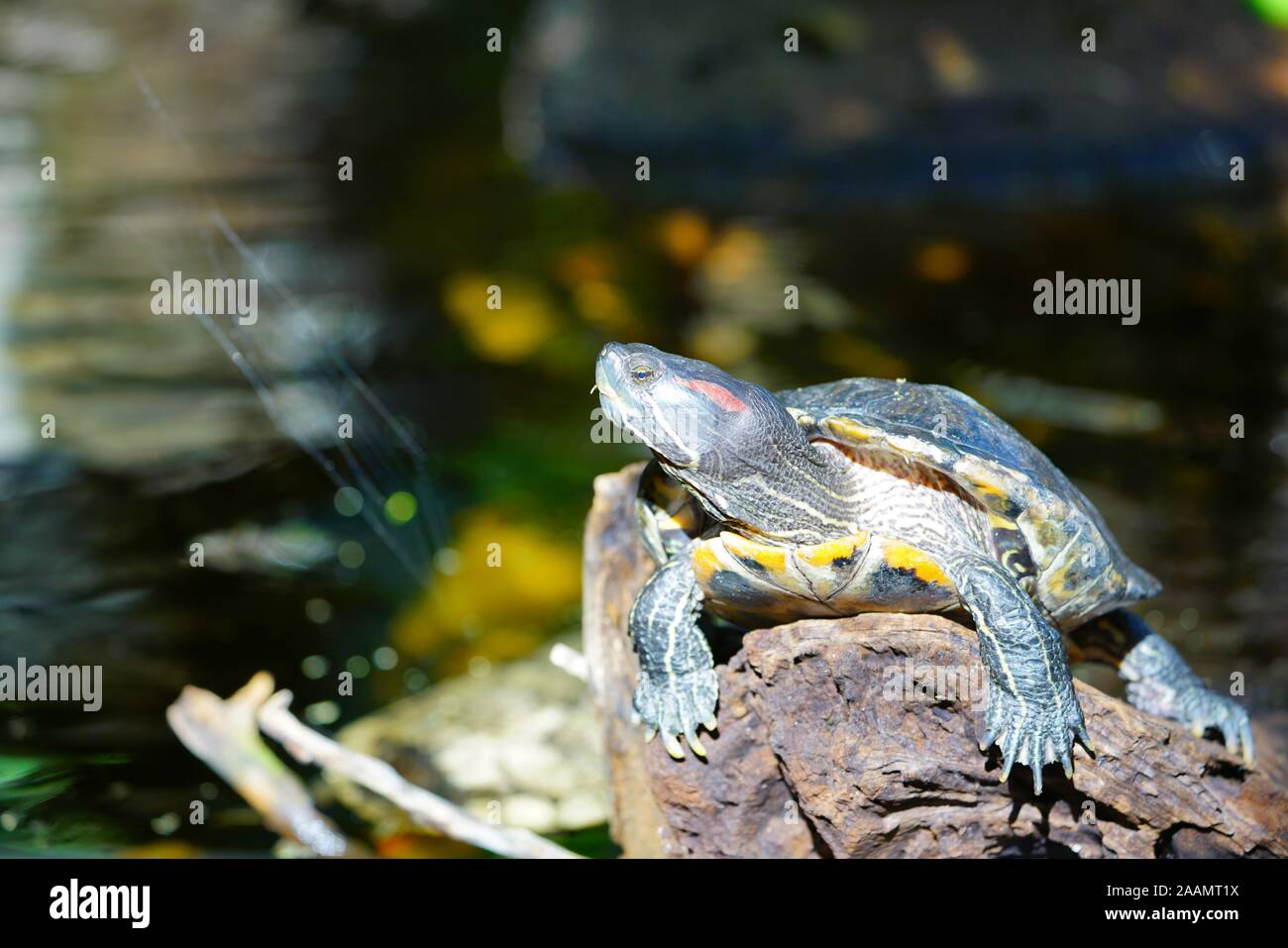 Un rosso-eared slider turtle (Trachemys scripta elegans) Foto Stock