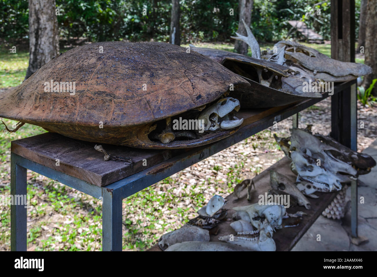 Gusci di tartaruga e delle ossa della fauna locale alla ricerca Cangucu Center (Centro de pesquisa Cangucu). Tocantins Brasile, Sud America. Foto Stock