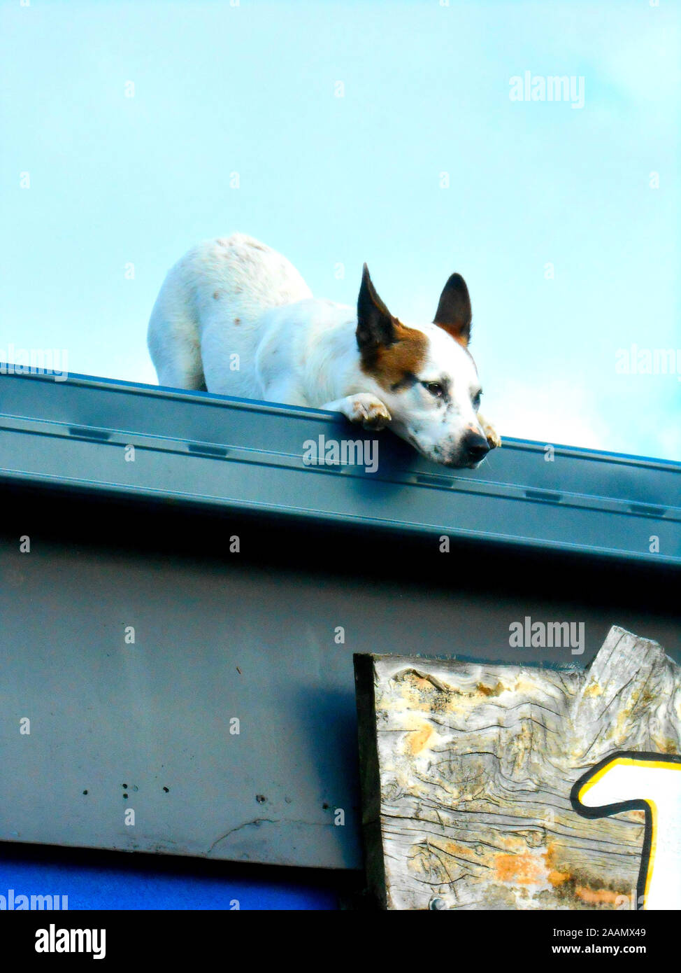 Un cane bianco con le orecchie marrone sul tetto di un negozio a guardare i passanti Chillingham Tweed Valley Nuovo Galles del Sud Australia Foto Stock