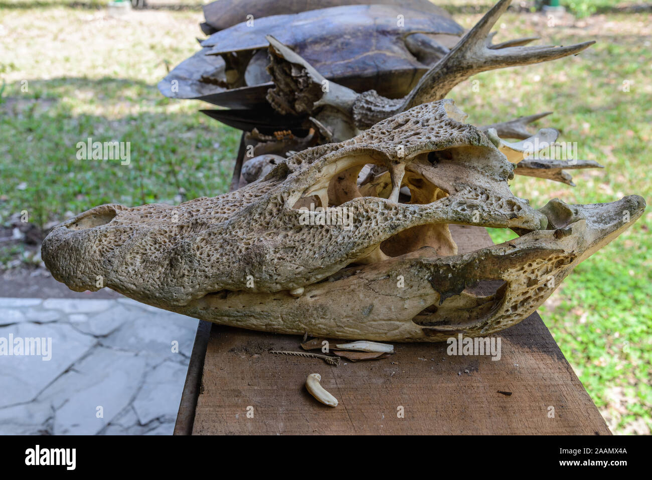 Un cranio di coccodrillo in visualizzazione alla ricerca Cangucu Center (Centro de pesquisa Cangucu). Tocantins Brasile, Sud America. Foto Stock