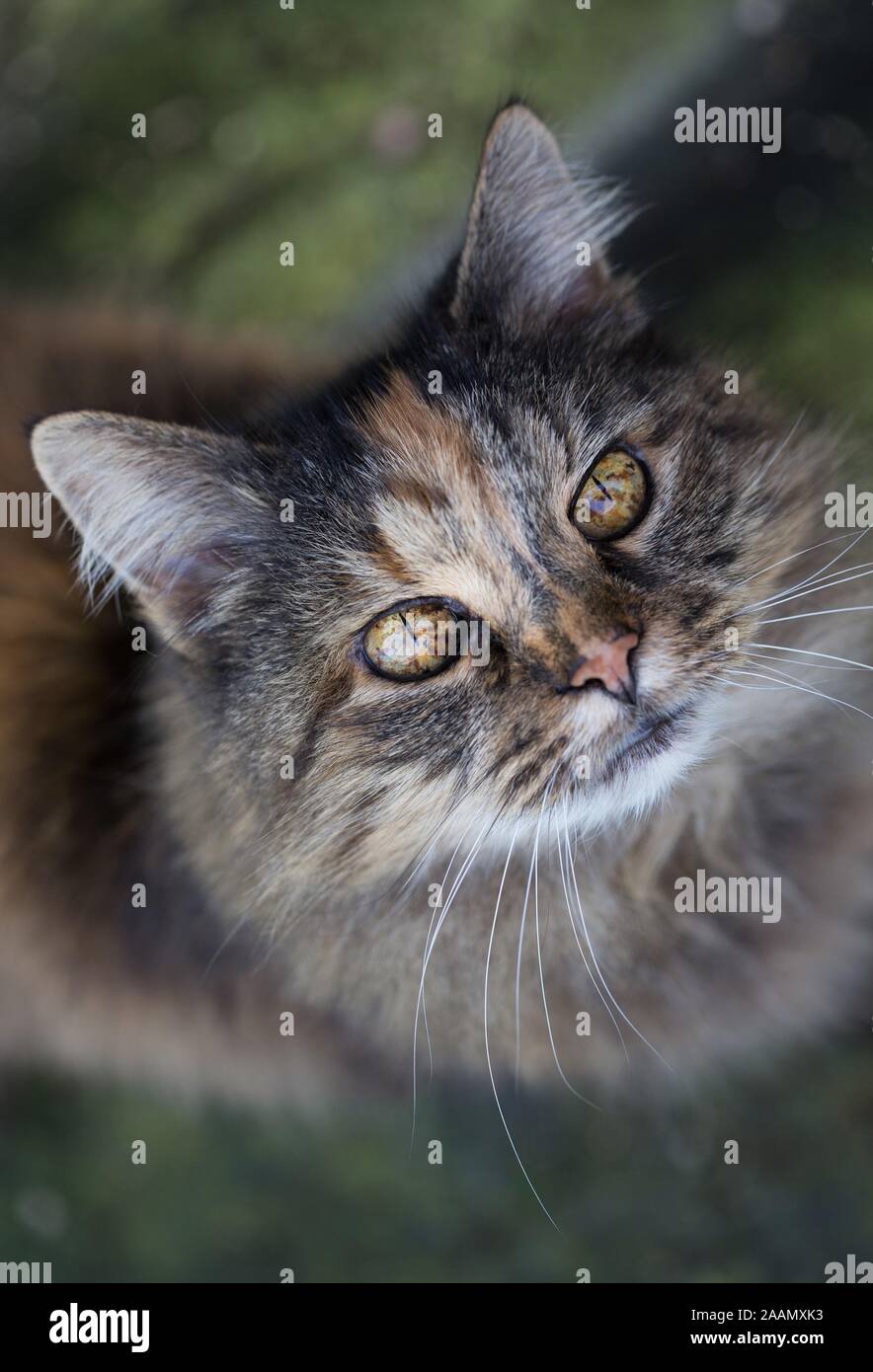 Un ritratto di un bel gatto. Foto Stock
