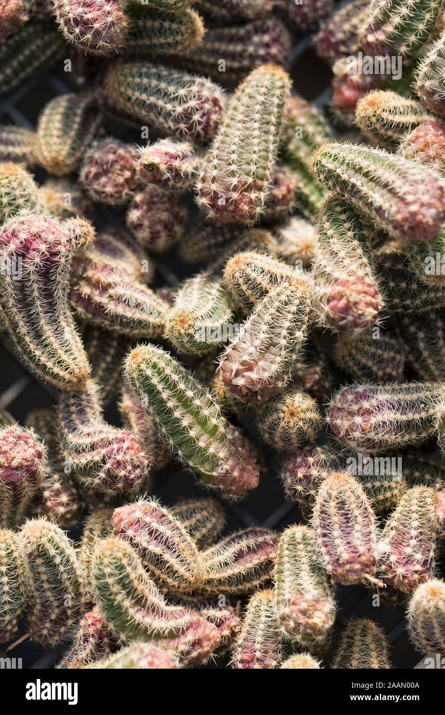 Echinopsis chamaecereus, noto anche come "cactus di arachidi'. Foto Stock